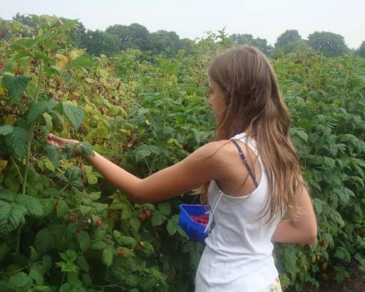 Harvesting raspberries